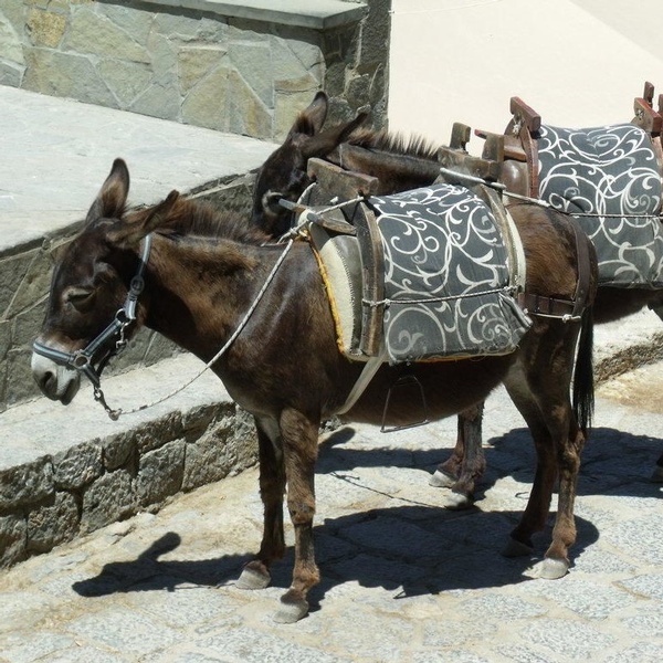 Esel-und Ponyreiten