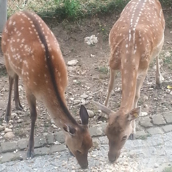 Wildpark Mühletäli