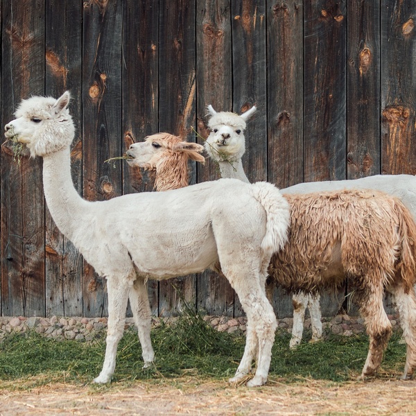 Lama & Alpaka Erlebnisse